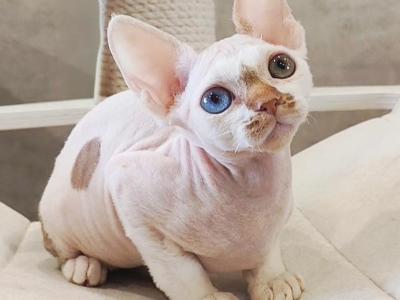 Emyr - Devon Rex - Gallery Photo #1