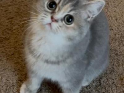 Lilac - British Shorthair - Gallery Photo #1