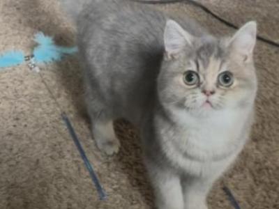Lilac - British Shorthair - Gallery Photo #1