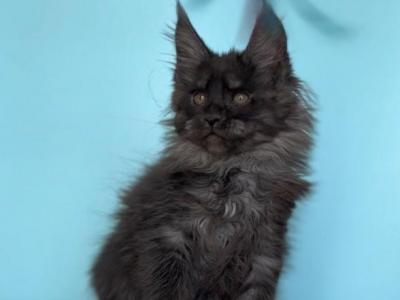Lukas - Maine Coon - Gallery Photo #1