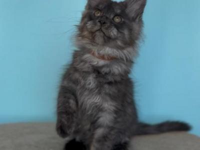 Leo - Maine Coon - Gallery Photo #1