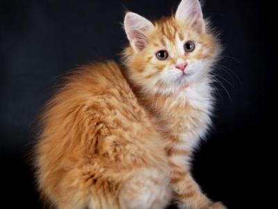 Ermak - Siberian - Gallery Photo #1