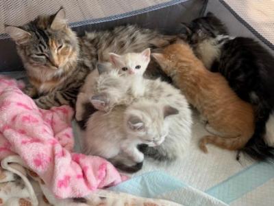 Maine Coon Mix Kittens - Maine Coon - Gallery Photo #1