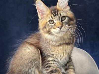 Brown Tabby Boy - Maine Coon - Gallery Photo #1