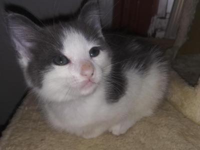 Smokey - Domestic - Gallery Photo #1