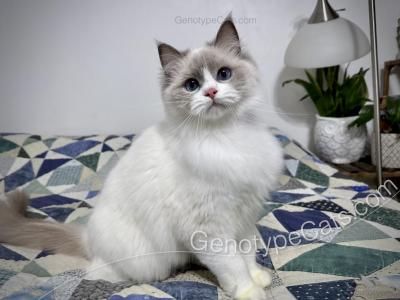 Ginerva - Ragdoll - Gallery Photo #1