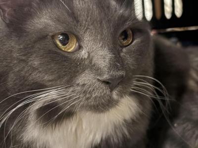 Lovable Tapi - Domestic - Gallery Photo #1