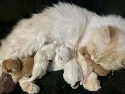 Spring Kittens - Persian - Gallery Photo #1