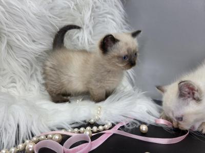 Munchkins And Munchkin Folds - Munchkin - Gallery Photo #1