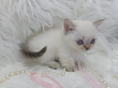 Munchkins - Munchkin - Gallery Photo #1