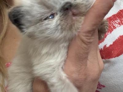 Maria - Persian - Gallery Photo #1