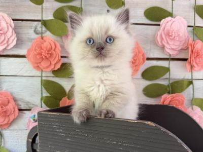 Cricket - Ragdoll - Gallery Photo #1