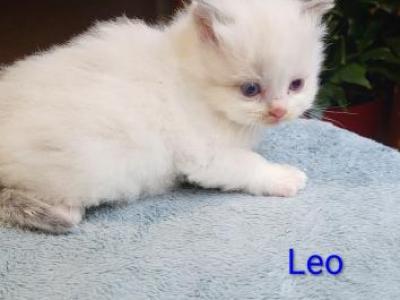Leo - Ragdoll - Gallery Photo #1