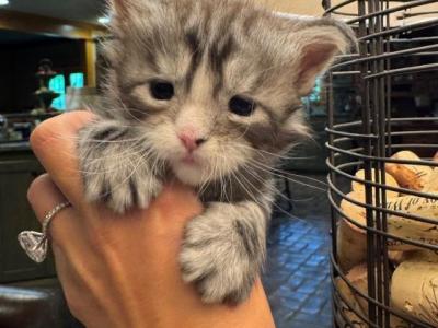 Blossom - Maine Coon - Gallery Photo #1