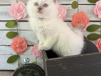 Hummingbird - Ragdoll - Gallery Photo #1