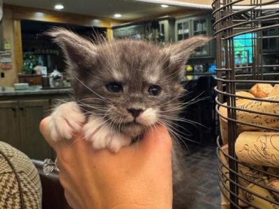 Brooks - Maine Coon - Gallery Photo #1