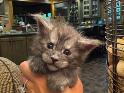 Bud - Maine Coon - Gallery Photo #1