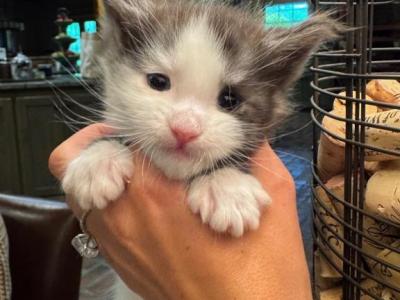 Bentley - Maine Coon - Gallery Photo #1