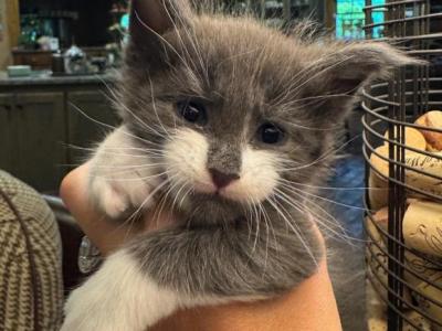 Beau - Maine Coon - Gallery Photo #1