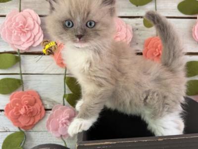Bumblebee - Ragdoll - Gallery Photo #1