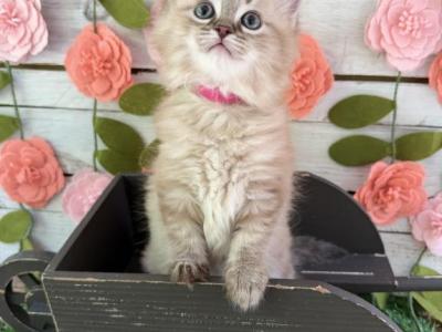 Ladybug - Ragdoll - Gallery Photo #1