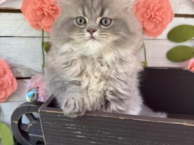 Bougie - Persian - Gallery Photo #1