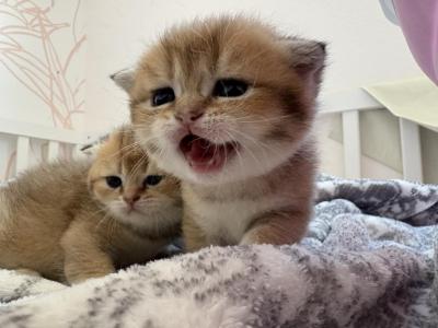 British Short Hair Mid May - British Shorthair - Gallery Photo #1