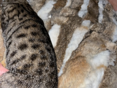 Tubi - Savannah - Gallery Photo #1