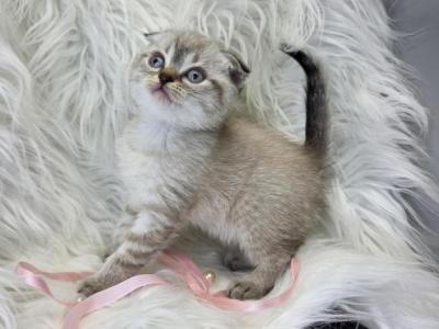 Scottish Cross - Scottish Fold - Gallery Photo #1