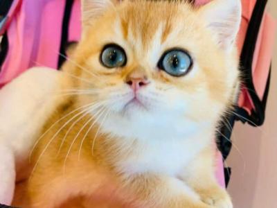 Handsome - British Shorthair - Gallery Photo #1