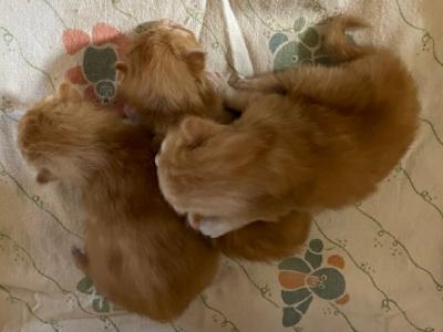 Foxy's - Norwegian Forest - Gallery Photo #1