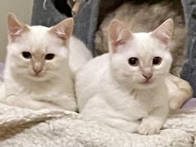 A Pair Of  Cream Point Sisters - Siamese - Gallery Photo #1