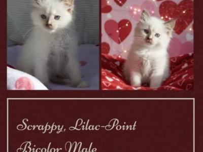 Marshmello - Ragdoll - Gallery Photo #1