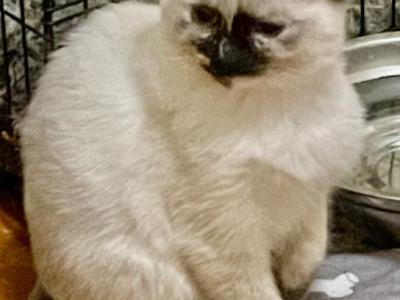 2 Rare Calico Balinese Girls - Balinese - Gallery Photo #1