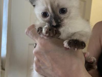 A Gorgeous Little Calico Girl - Balinese - Gallery Photo #1
