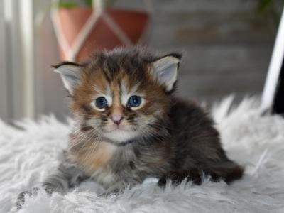 Maine Coon Kittens  TICA Registered - Maine Coon - Gallery Photo #1