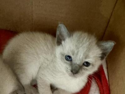 Q Female - Siamese - Gallery Photo #1