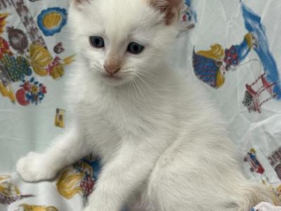 Ollow Mix Ragdoll & Blue Calico - Ragdoll - Gallery Photo #1