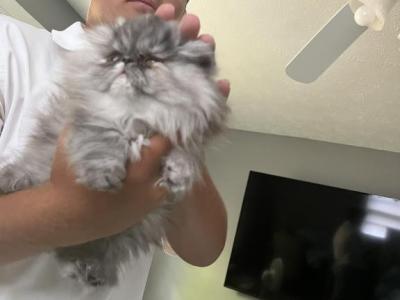 Black Smoke - Persian - Gallery Photo #1