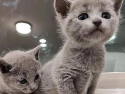 New Russian Blue Litter - Russian Blue - Gallery Photo #1