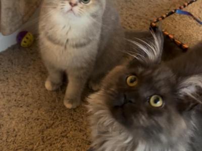 Smoke - Maine Coon - Gallery Photo #1