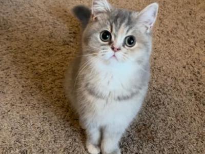 Lilac - British Shorthair - Gallery Photo #1