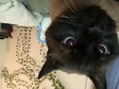 Sinbad Lumpkin - Domestic - Gallery Photo #1