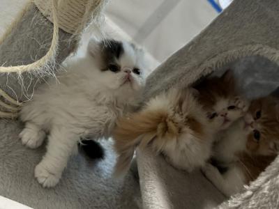 Exotic Persian Kitten - Persian - Gallery Photo #1