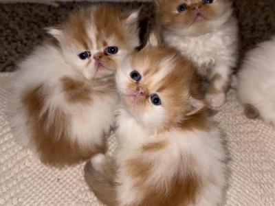 Persian Babies - Persian - Gallery Photo #1