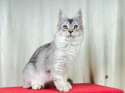 Ns 25 Female F O R Breeding Program - Maine Coon - Gallery Photo #1
