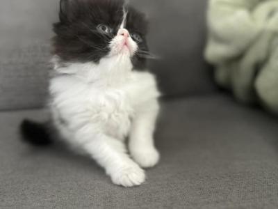 C F A Black Bicolor Male Persian Kitten - Persian - Gallery Photo #1