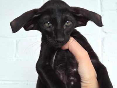 Festival - Oriental - Gallery Photo #1