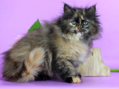 Dynya - Siberian - Gallery Photo #1