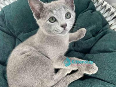 Kai - Russian Blue - Gallery Photo #1